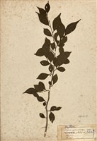 Styrax formosana Collection Image, Figure 1, Total 2 Figures